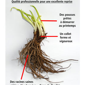 Vente 10 Saponaires ocymoides - Saponaria ocymoides