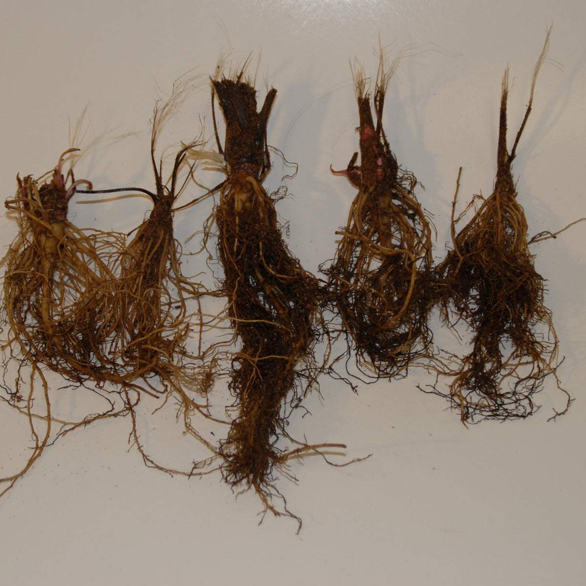 8 Terreurs des taupes (4 blanches + 4 roses) - Incarvillea delavayi - Willemse