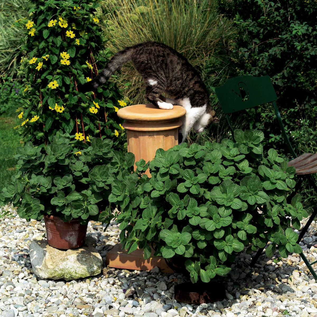 6 Terreurs des chats - Coleus canina - Willemse