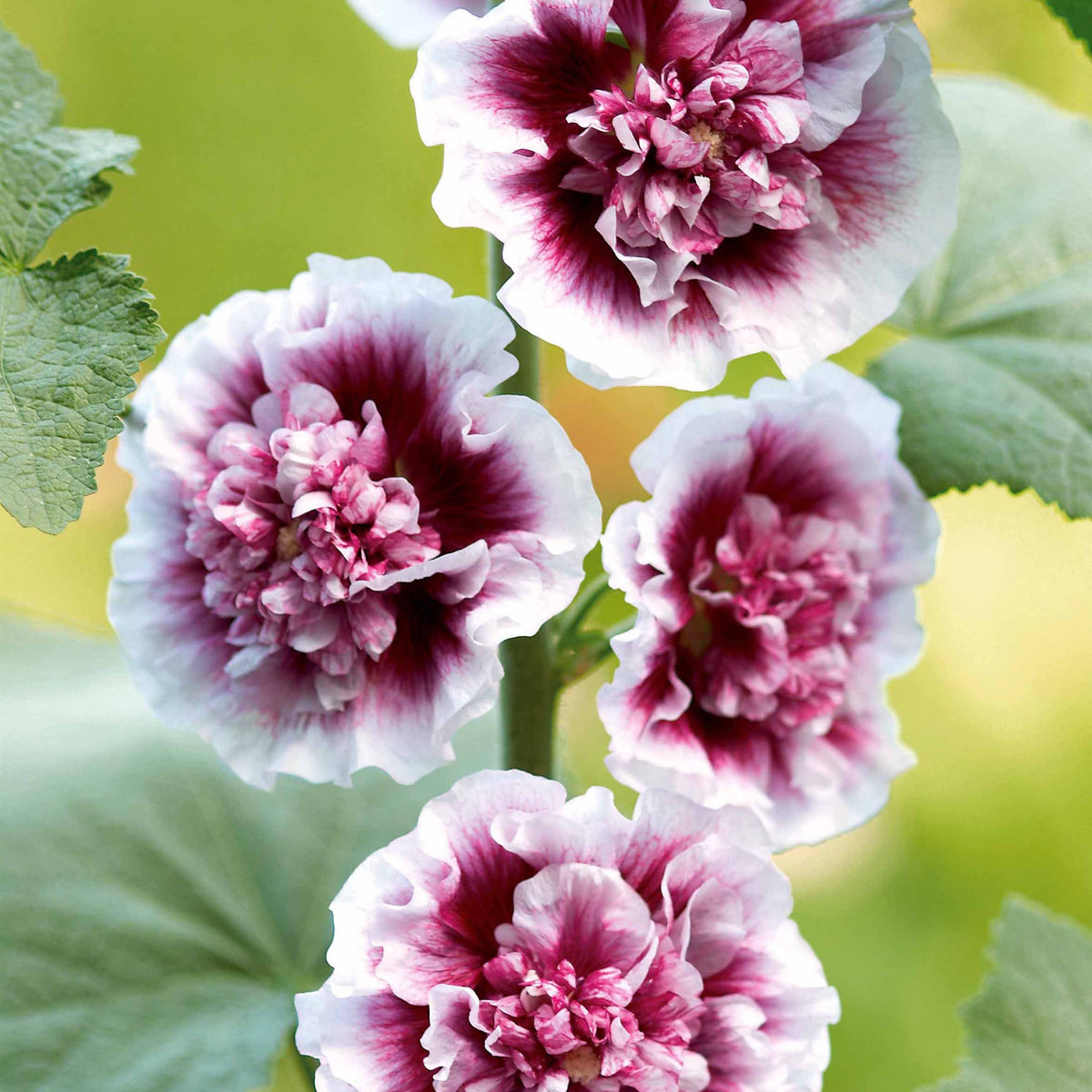 3 Roses trémières Crème de Cassis - Willemse