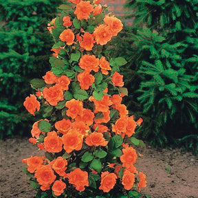 Collection de 4x1 Rosier arbuste (1 Westerland + 1 Shalom + 1 China Town + 1 Kor - Rosa 'westerland', 'shalom', 'china town', 'korbin - Willemse