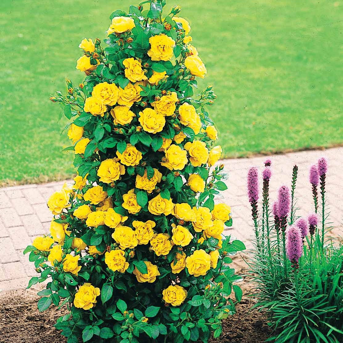 Rosa 'westerland', 'shalom', 'china town', 'korbin - Collection de 4x1 Rosier arbuste (1 Westerland + 1 Shalom + 1 China Town + 1 Kor - Collections de rosiers