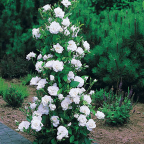 Collections de rosiers - Collection de 4x1 Rosier arbuste (1 Westerland + 1 Shalom + 1 China Town + 1 Kor - Rosa 'westerland', 'shalom', 'china town', 'korbin