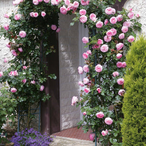 Rosa pierre de ronsard ® meiviolin - 2 Rosiers grimpants Pierre de Ronsard ® Meiviolin - Rosiers