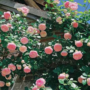Rosiers - 2 Rosiers grimpants Pierre de Ronsard ® Meiviolin - Rosa pierre de ronsard ® meiviolin