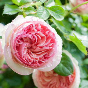 Vente 2 Rosiers grimpants Pierre de Ronsard ® Meiviolin - Rosa pierre de ronsard ® meiviolin
