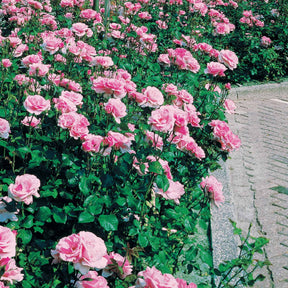 Rosa queen elisabeth - 8 Rosiers Queen Elisabeth roses - Rosiers