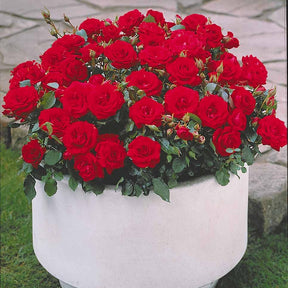 6 Mini-rosiers Randilla rouges - Rosa randilla - Willemse