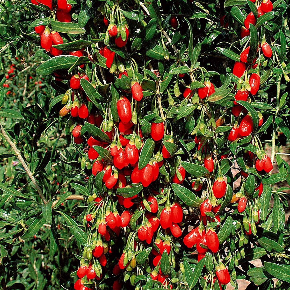 2 Gojis - Willemse