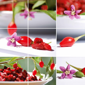 Lycium barbarum - 2 Gojis - Grands fruitiers
