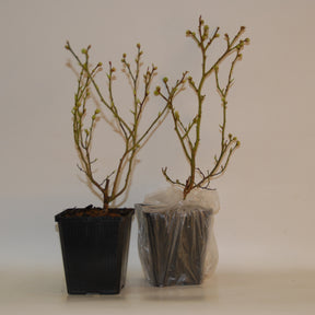 Grands fruitiers - 2 Gojis - Lycium barbarum