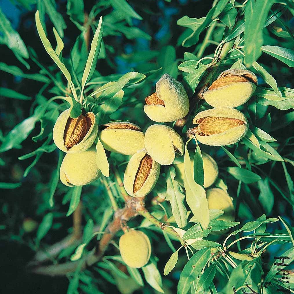 Amandier autofertile All in One (scion) - Willemse