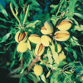 Amandier autofertile All in One (scion) - Willemse