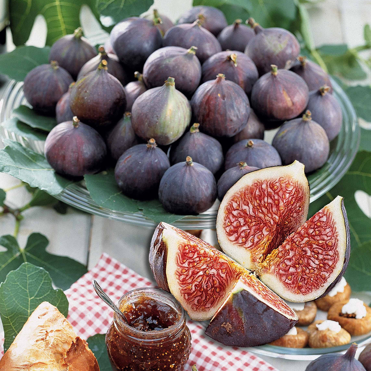 Figuier Noire de Caromb - Willemse