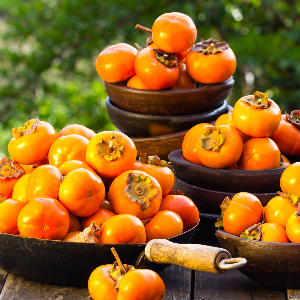 Plaqueminier kaki Muscat (scion) - Willemse