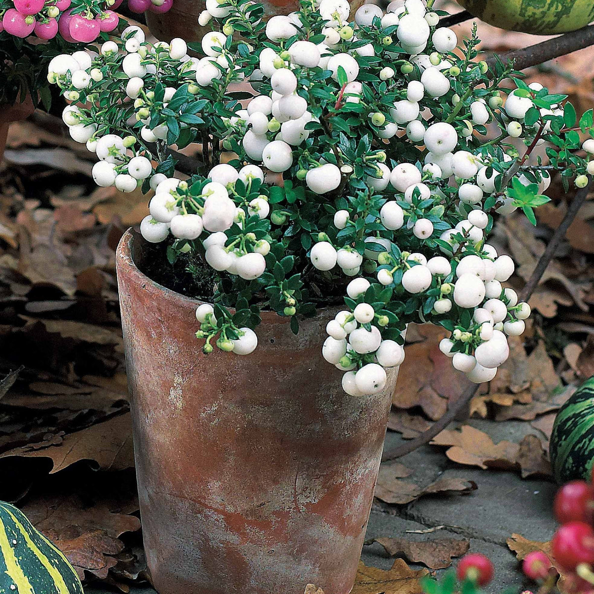 Gaultheria blanc - Willemse