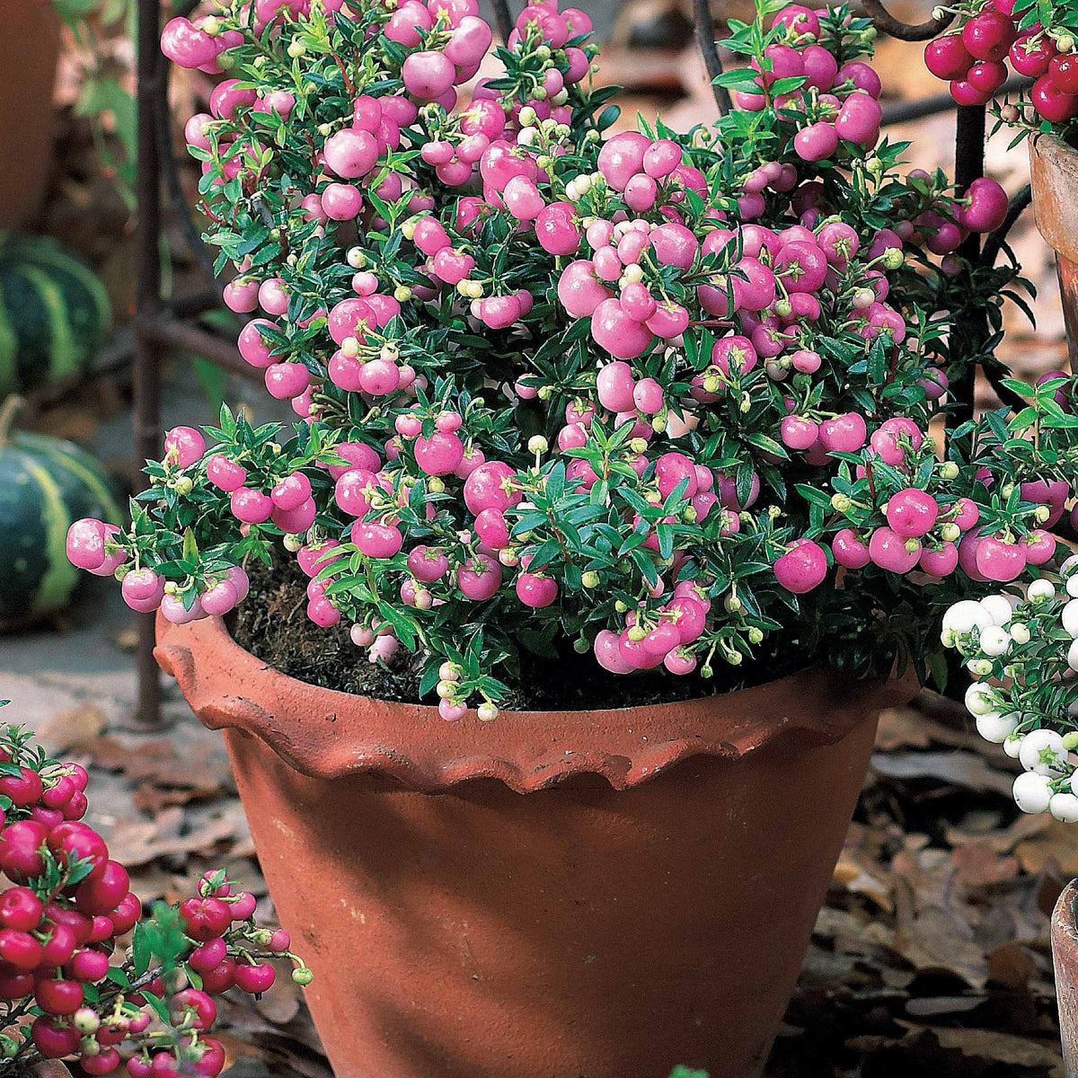 Gaultheria rose - Willemse