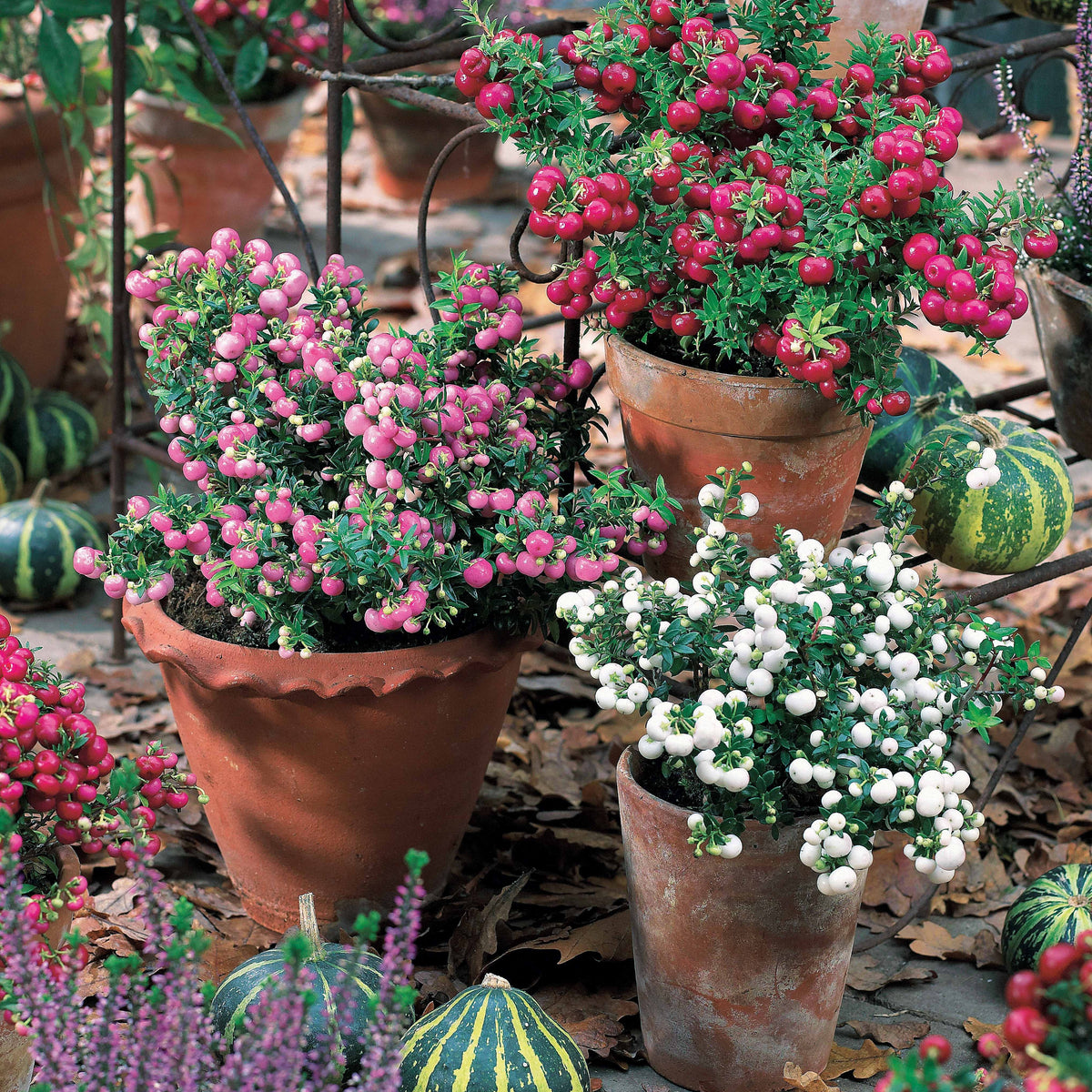 Gaultheria rose - Gaultheria mucronata - Willemse