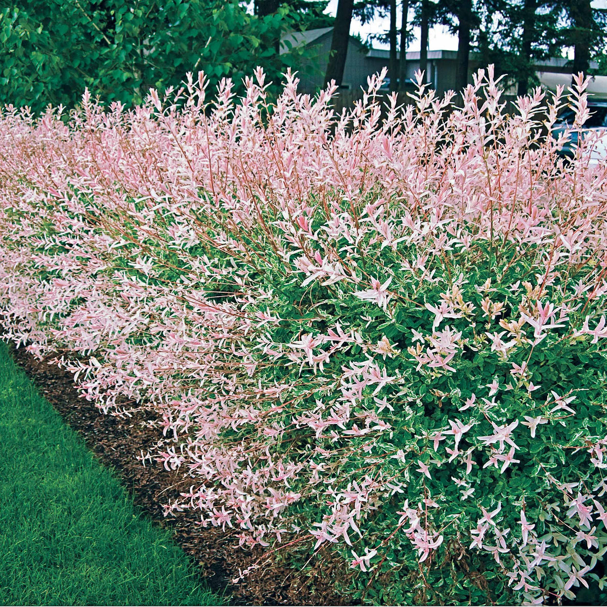 10 Saules Crevette - Haie de 6 m linéaire - Salix integra hakuro nishiki - Willemse