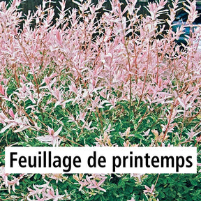 Arbustes - 10 Saules Crevette - Haie de 6 m linéaire - Salix integra hakuro nishiki