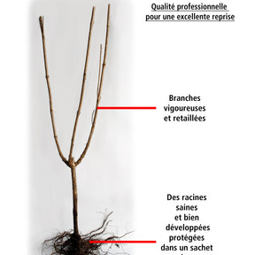 10 Saules Crevette - Haie de 6 m linéaire - Arbustes - Willemse
