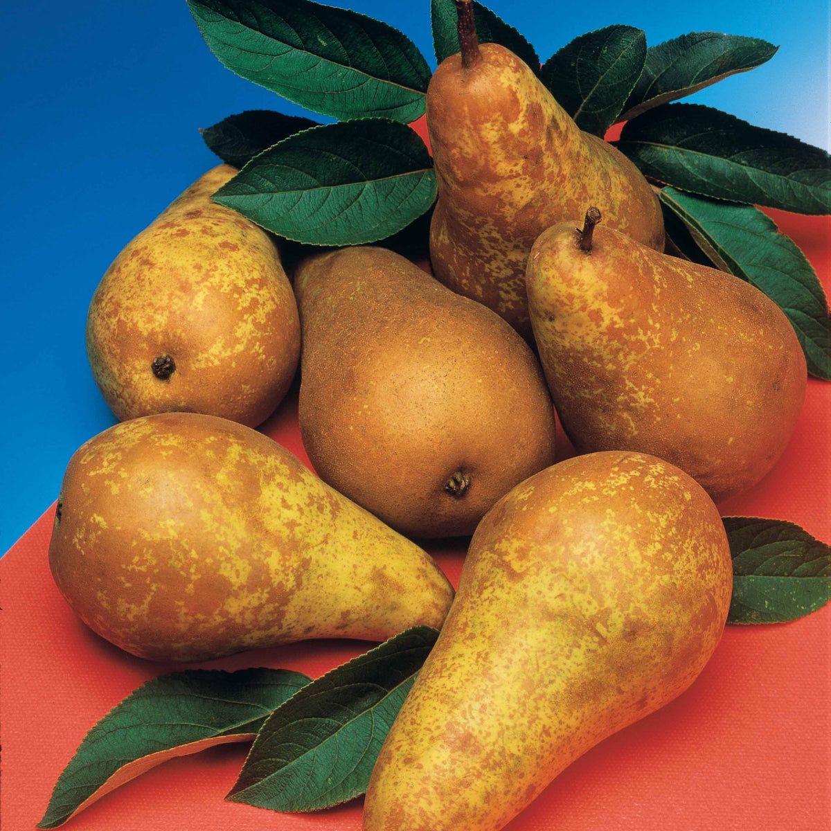 Poirier Conférence en palmette - Pyrus communis conférence - Willemse