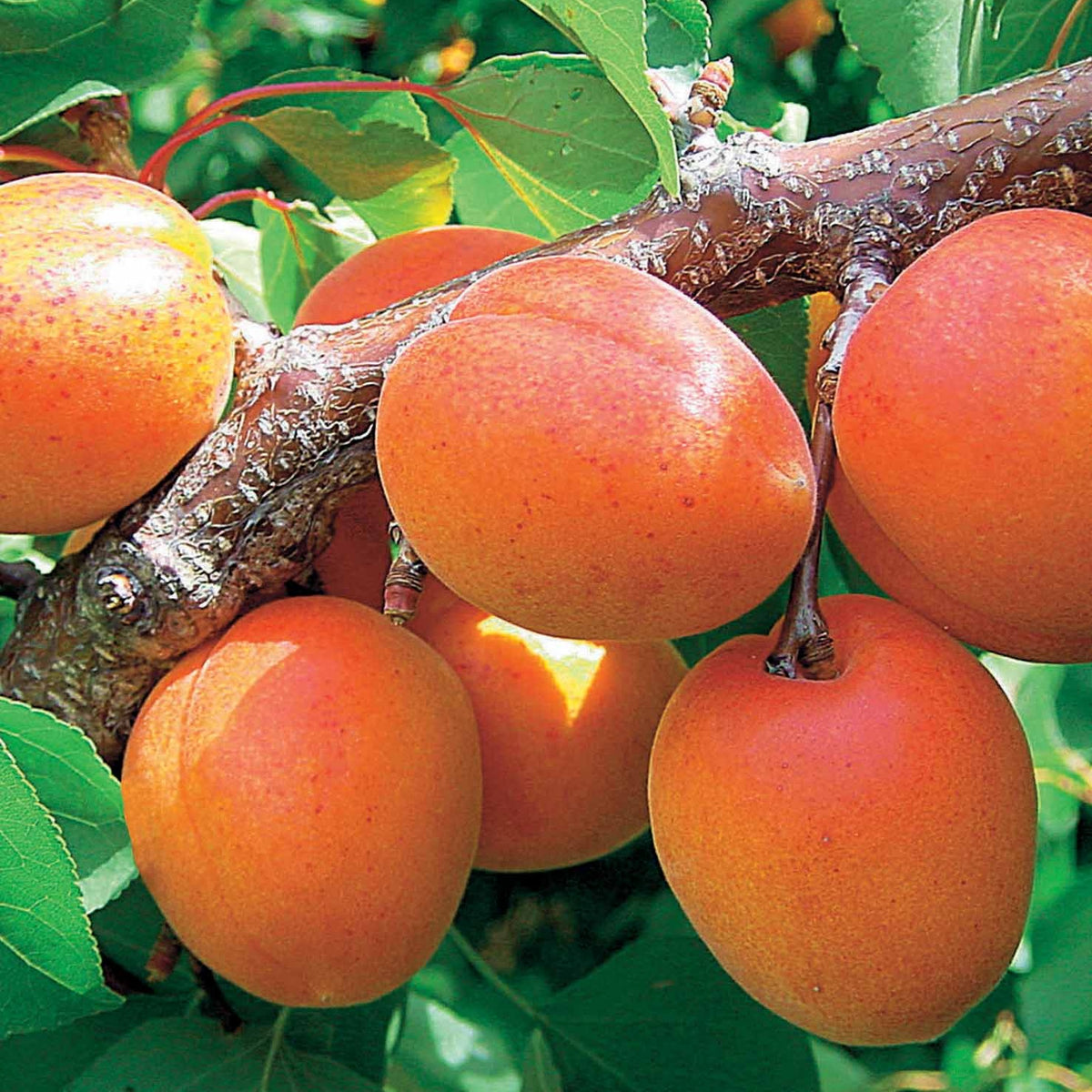 Abricotier Orange Summer ® COV EU.22.071 - Willemse