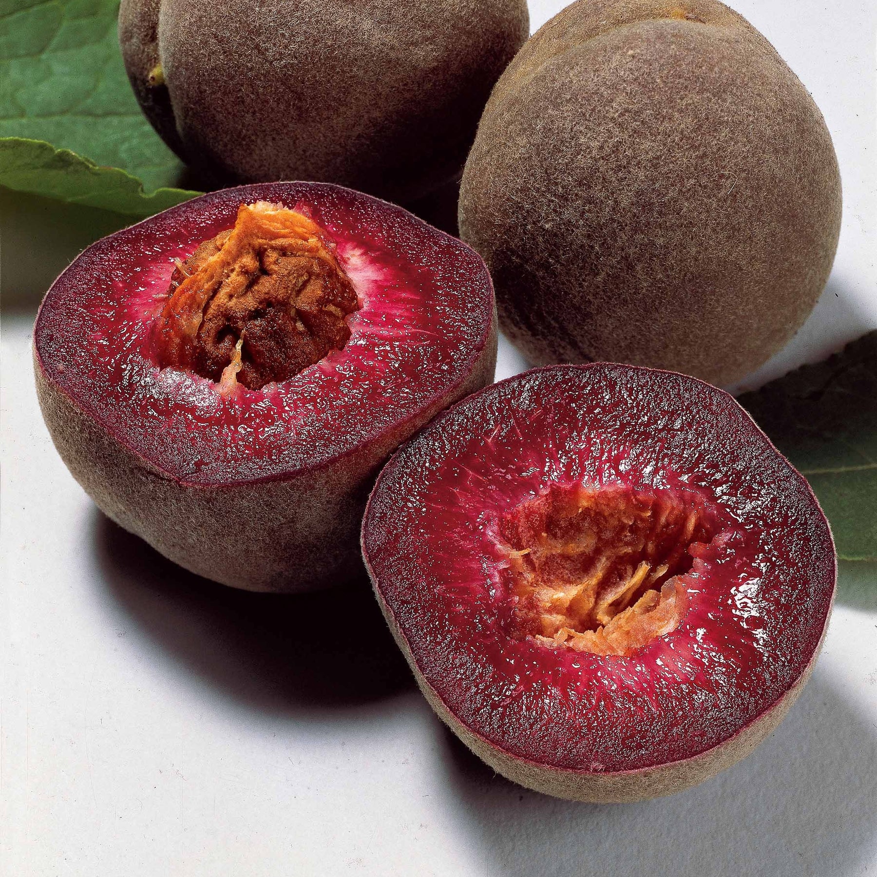 Pêche de vigne sanguine - Willemse