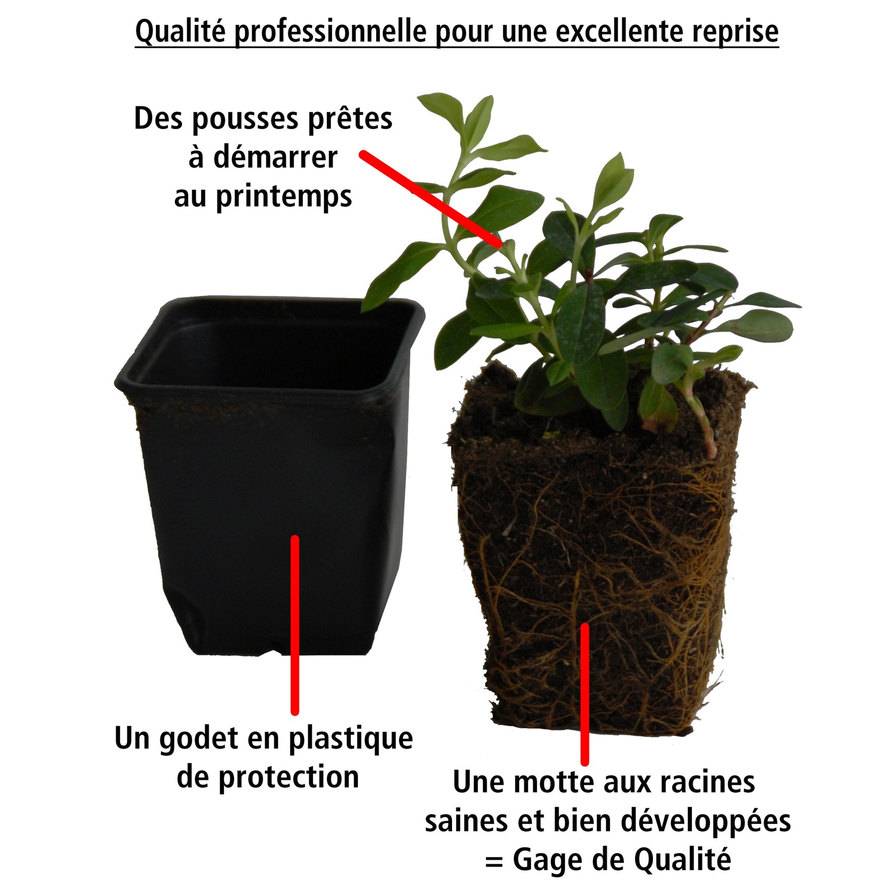 Vente Photinia fraseri red robin - 6 Photinias Red Robin - Haie de 5 m linéaire