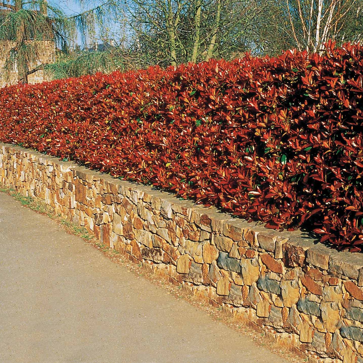 6 Photinias Red Robin - Haie de 5 m linéaire - Photinia fraseri red robin - Willemse