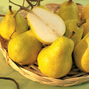 Poire William's Bon Chrétien en palmette - Pyrus communis william's bon chrétien - Willemse