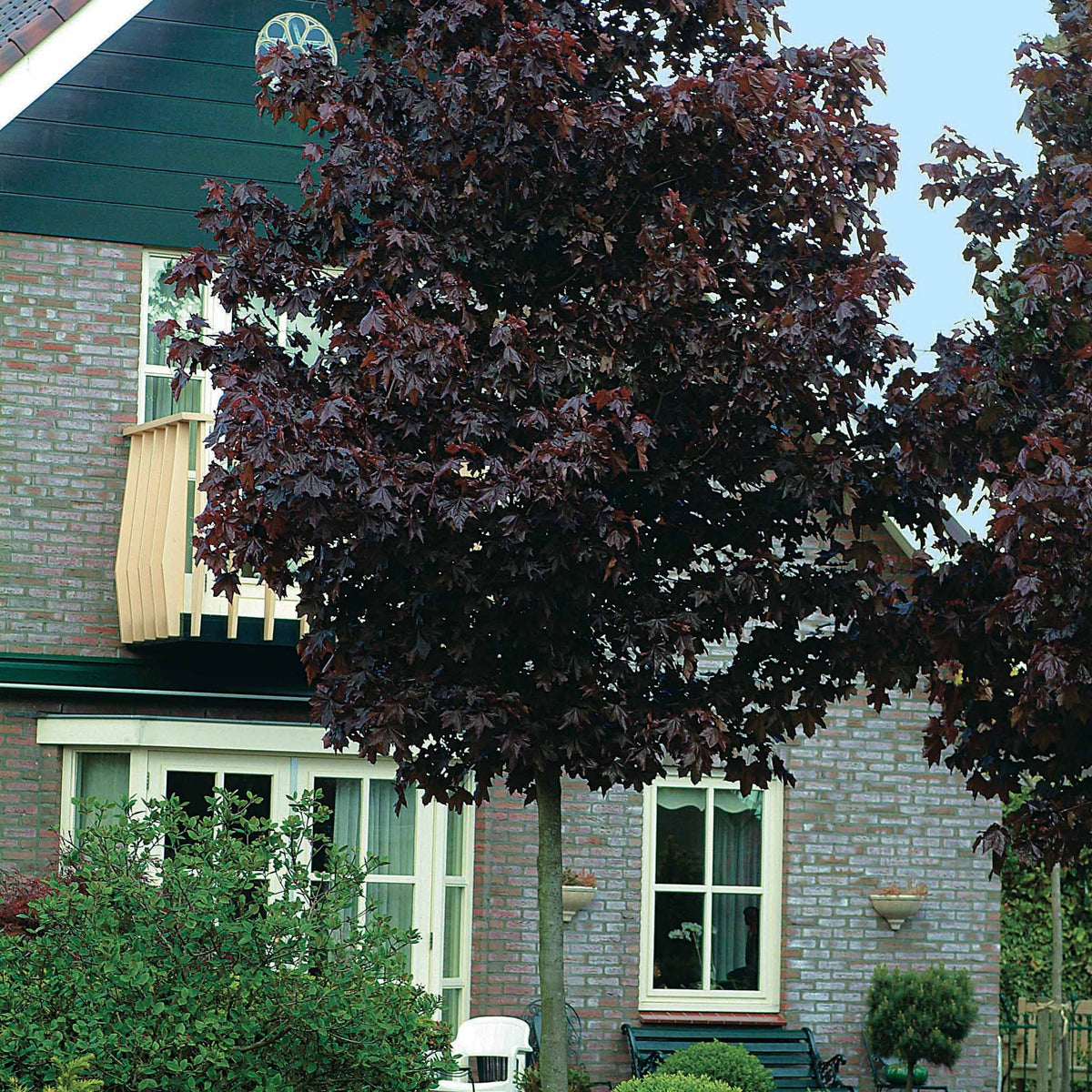 Erable pourpre Crimson King - Extra - Willemse