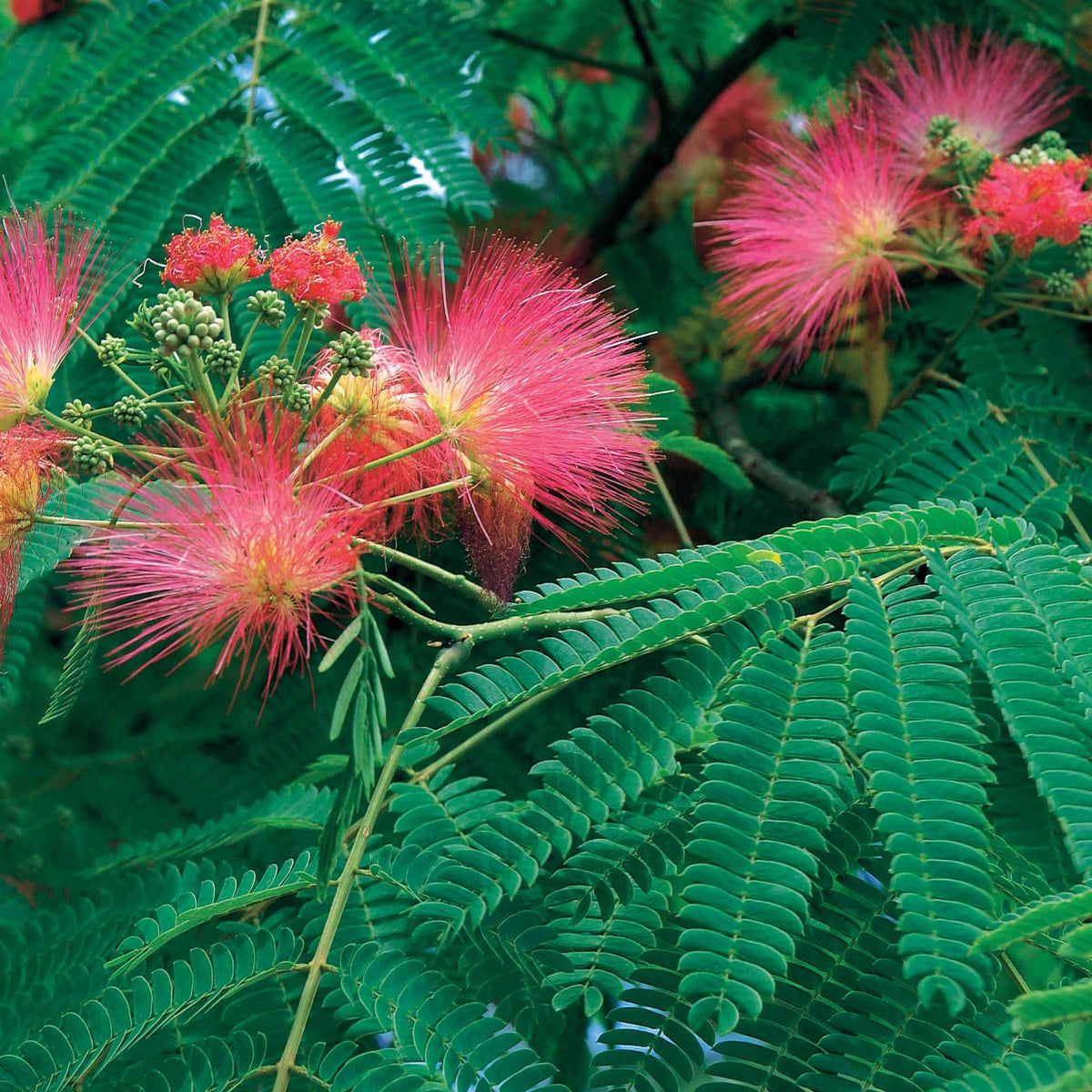 Albizia rose (EXTRA) - Albizia julibrissin rosea - Willemse