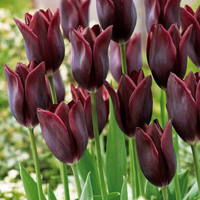 10 Tulipes à longues tiges Havran - Willemse