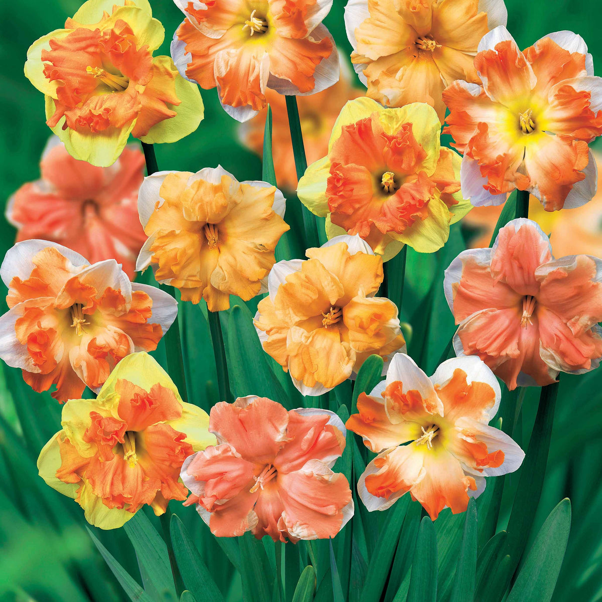 20 Narcisses à fleurs d'Orchidées en mélange - Willemse