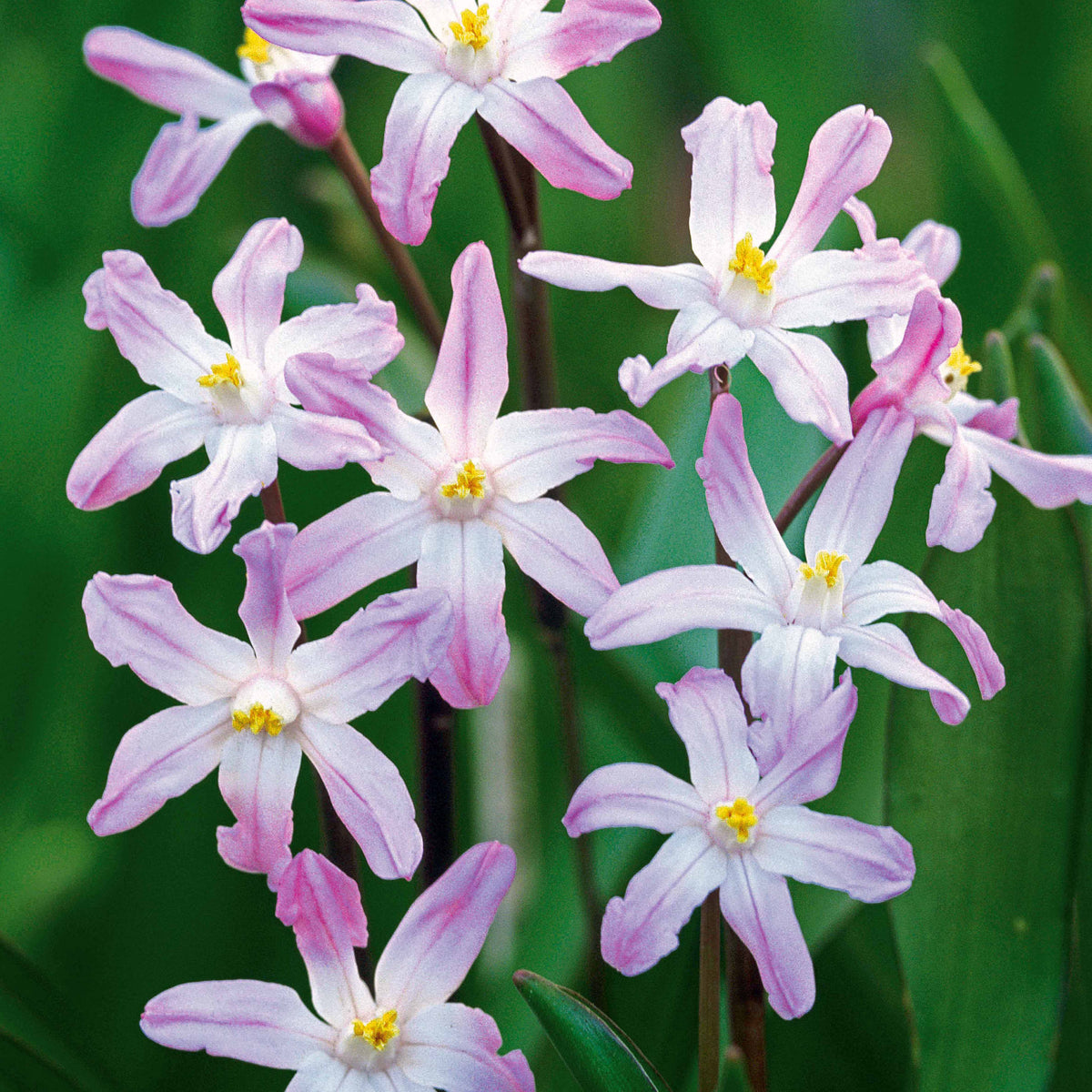 25 Gloires des neiges Pink Giant - Chionodoxa luciliae pink giant - Willemse