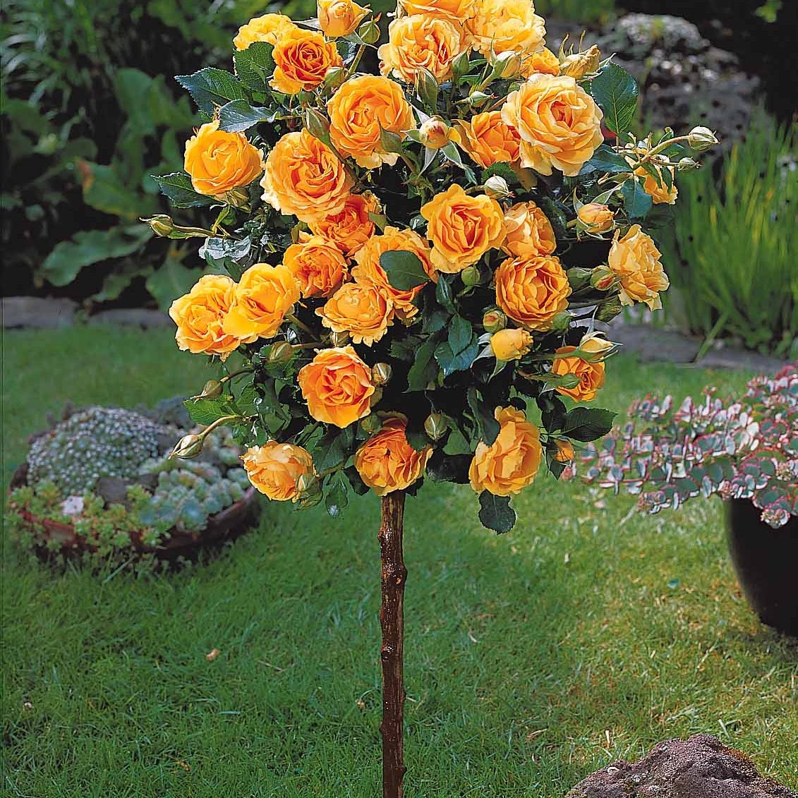 Rosa 'sunsilk', 'dame de coeur', 'walztime' - Collection de 3 Rosiers sur tige (Sunsilk, Dame de Coeur, Walztime) - Rosiers sur tige