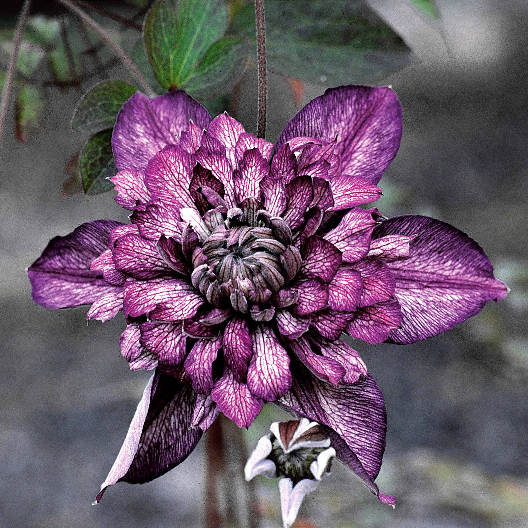 Clématite Cassis EVIPO020 - Willemse