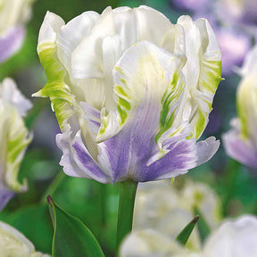 10 Tulipes perroquet White Lizard - Willemse