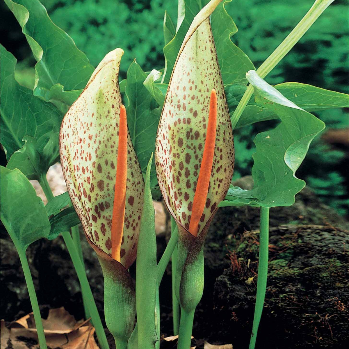 2 Arums d'Italie - Willemse