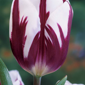 3 Tulipes flammées Rem's Favourite - Willemse
