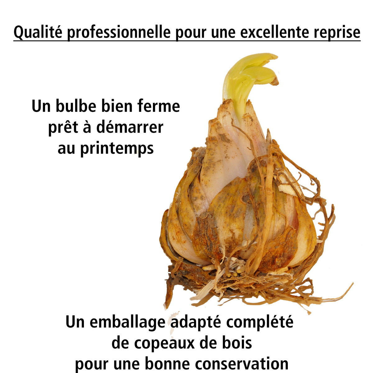 2 Lis asiatiques Grand Cru - Lilium grand cru - Willemse
