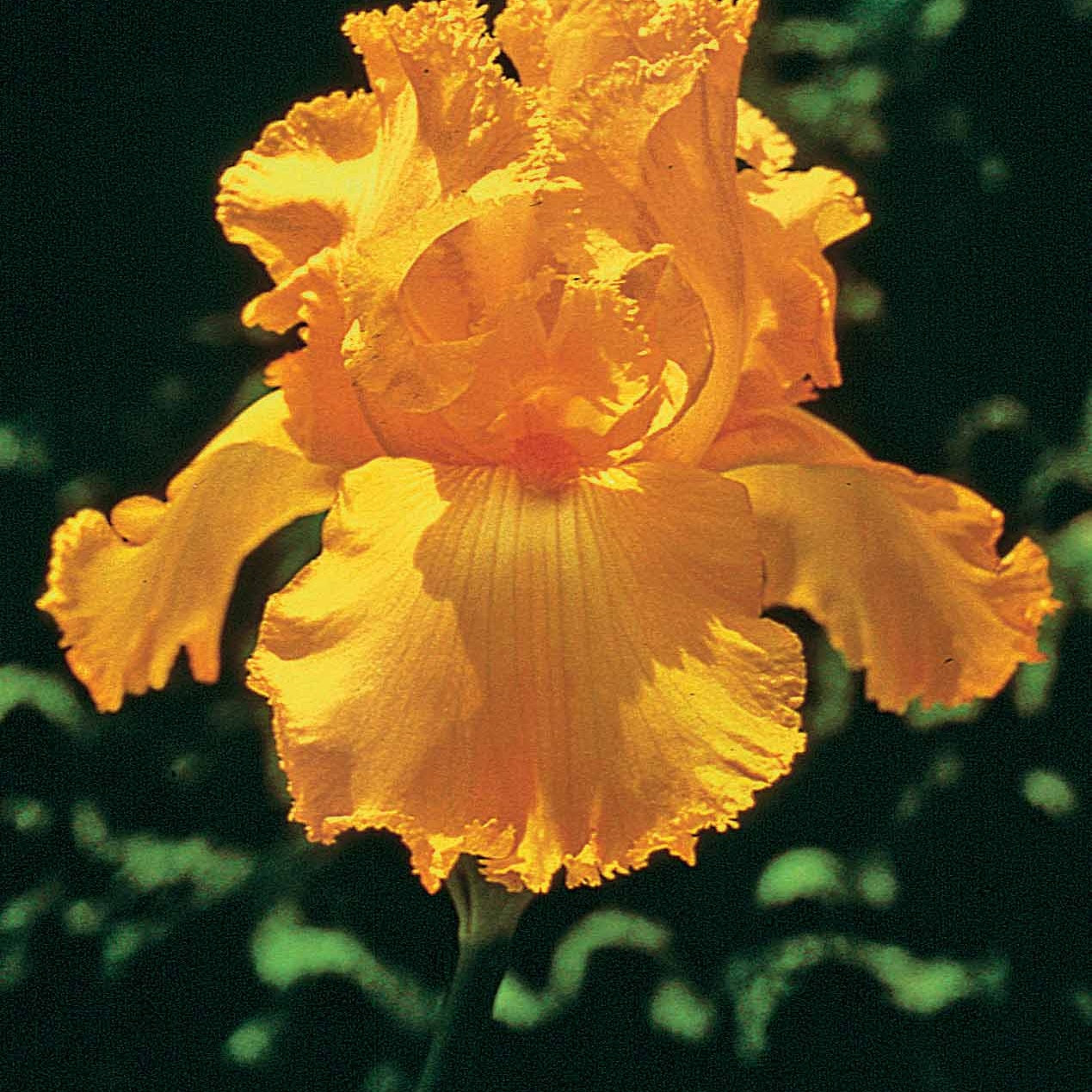 3 Iris de jardin remontants Maid of Orange - Willemse
