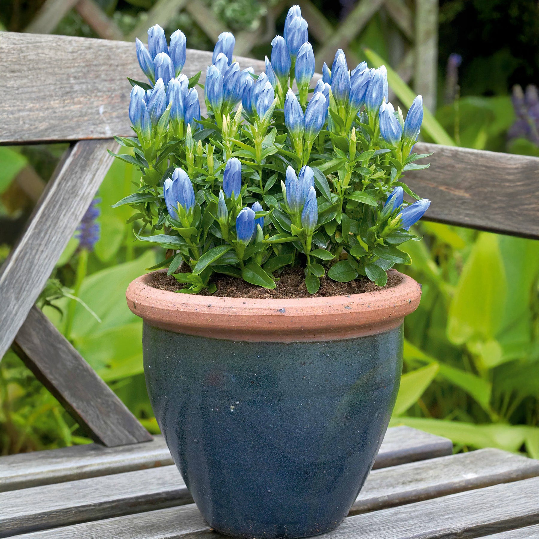 Gentiane Bleu Magique - Willemse