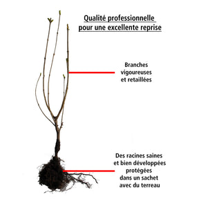Vente Collection de 4 lilas doubles (1 bleu +1 rouge + 1 lilas + 1 blanc) - Syringa vulgaris