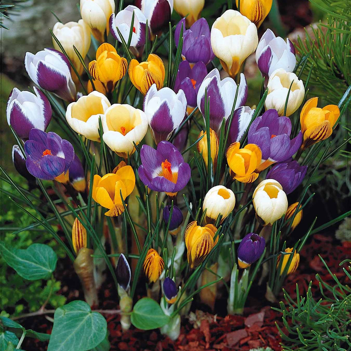 100 Crocus botaniques en mélange - Willemse