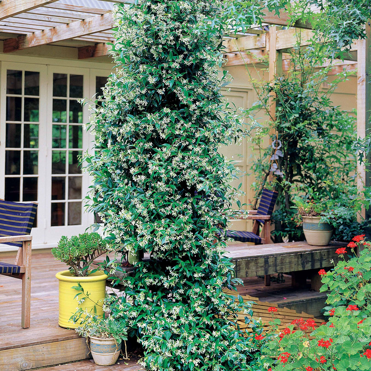 2 Jasmins étoilés - Trachelospermum jasminoides - Willemse