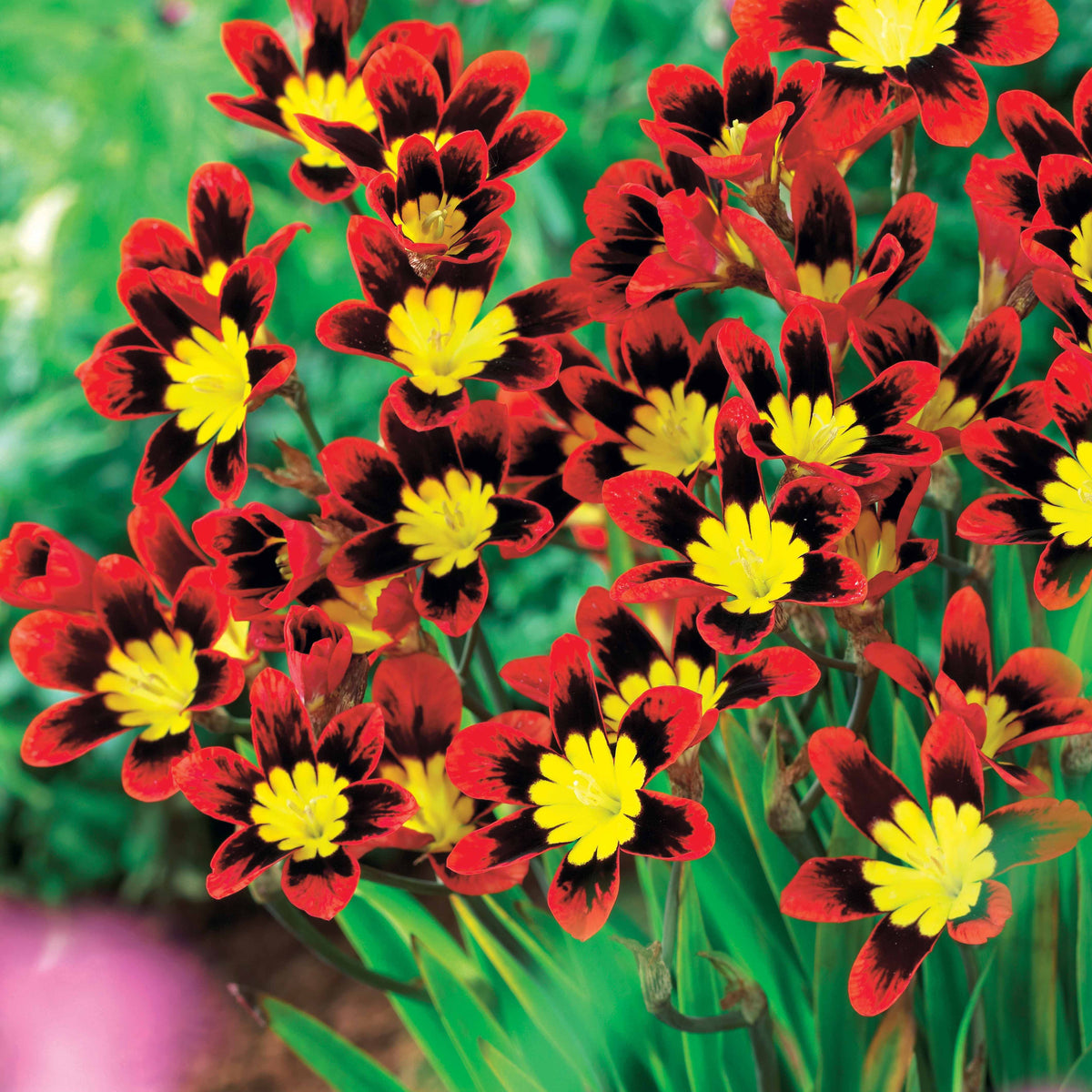 25 Sparaxis Roi du feu - Willemse