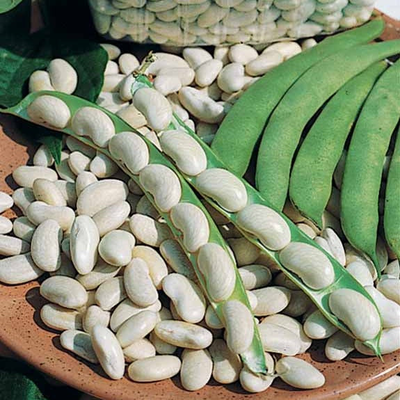 Haricot nain Michelet à longue cosse (100 g) - Willemse