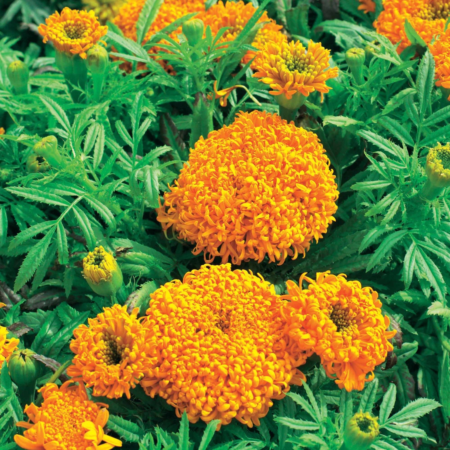 Rose d'Inde Spun Orange - Willemse